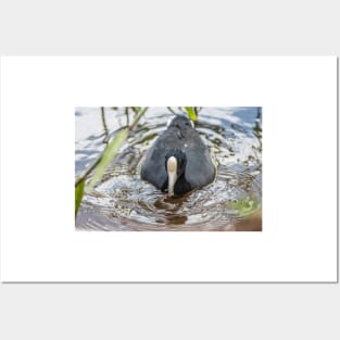 Hawaiian coot in Honolulu 2 Posters and Art